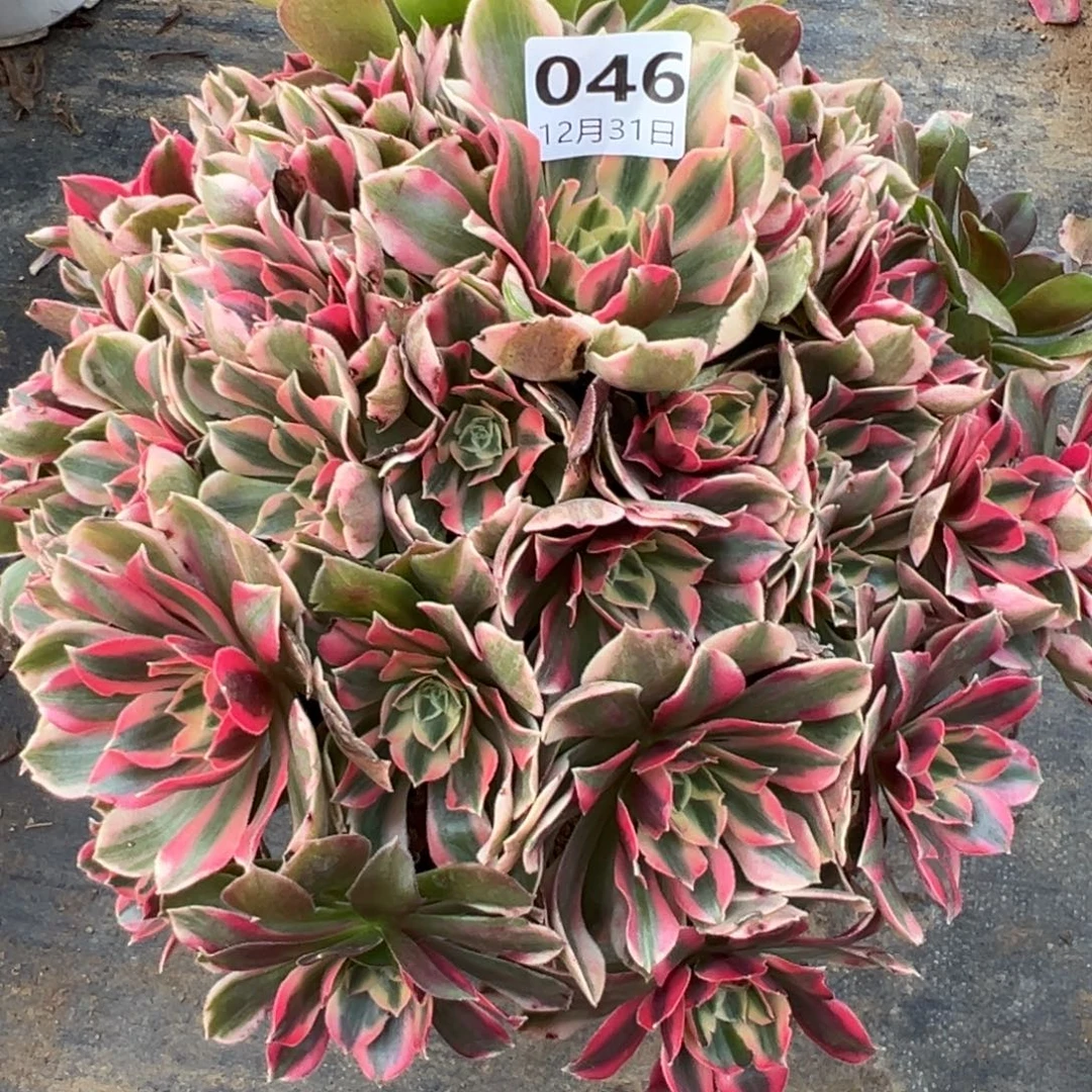 12.31-46女妖多肉植物