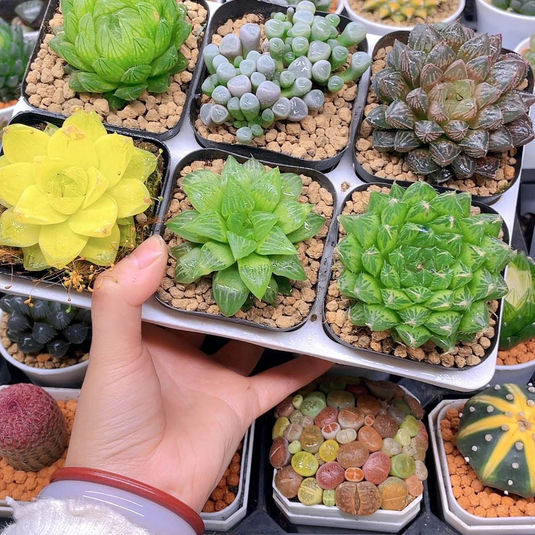 玉露六件套多肉，原盆