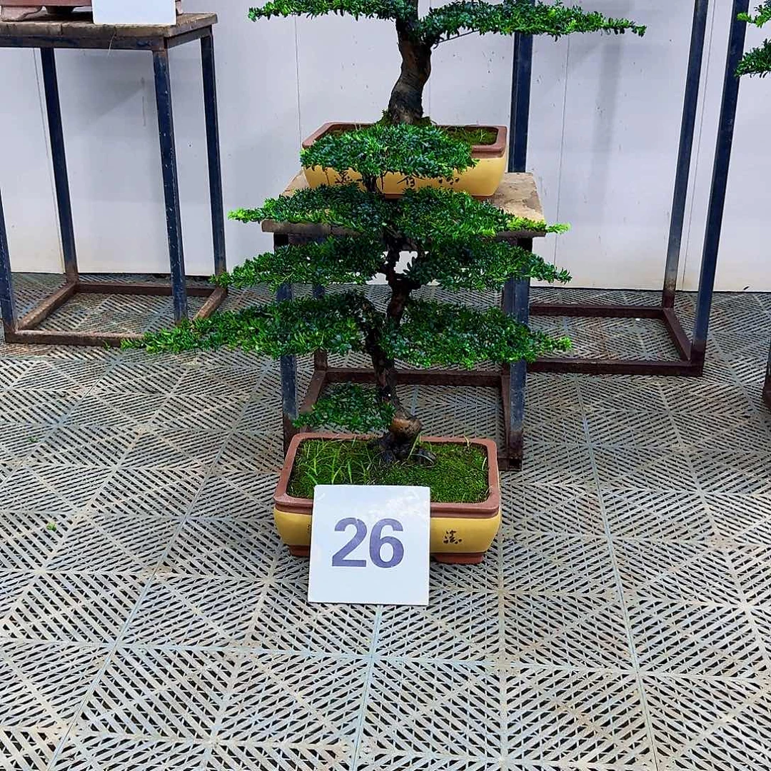 无花朵珍珠红芽罗汉松造型盆景