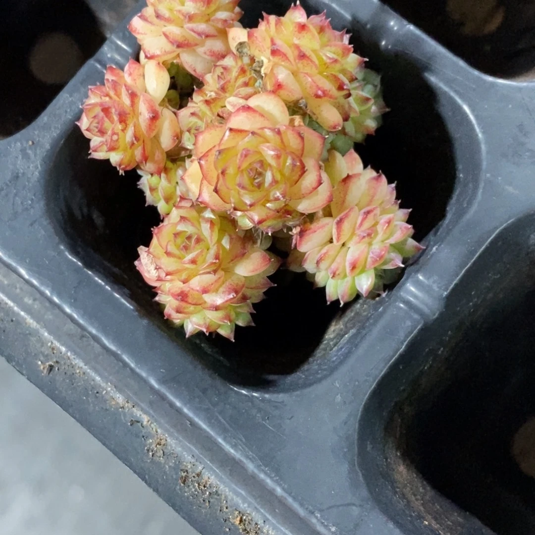 精品多肉一物一拍不包整282