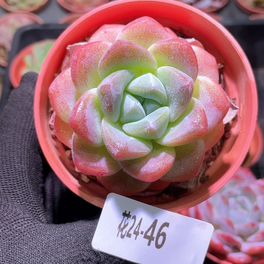 花利美24-46冰玉