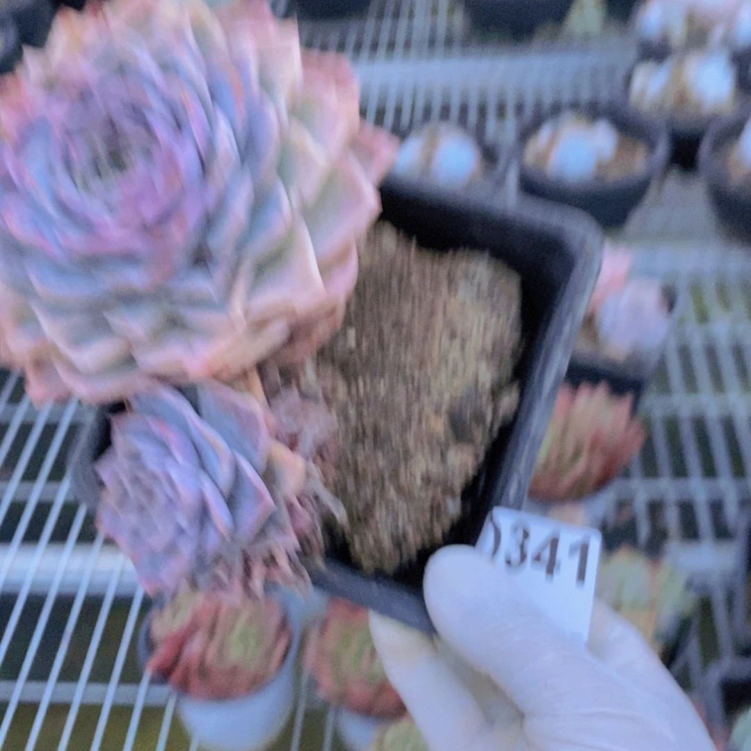 341蓝色惊喜一物一拍