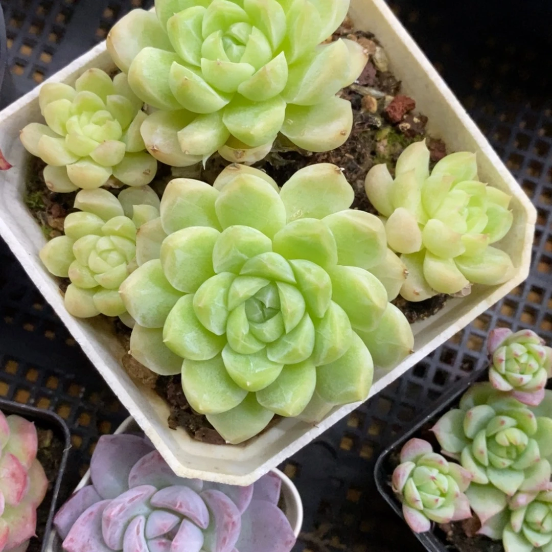 精品多肉一物一拍不包整231