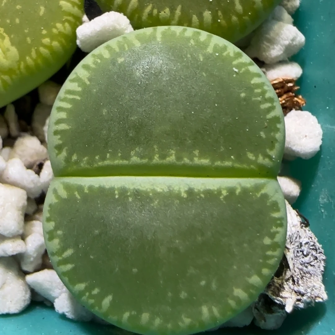 1.13 上播福利 绿光阳 6014