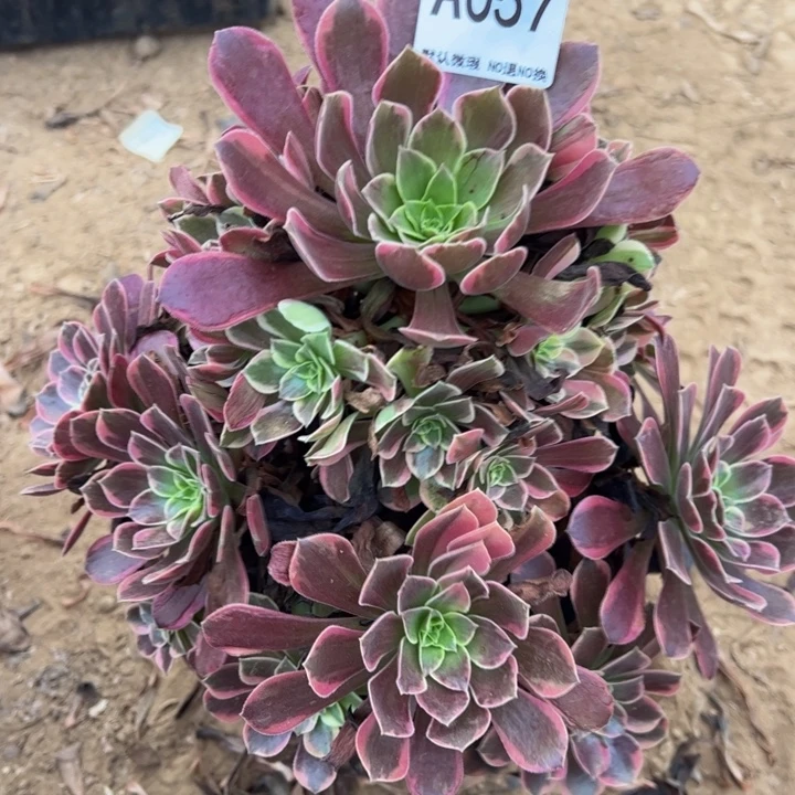 金丝却多肉植物057.