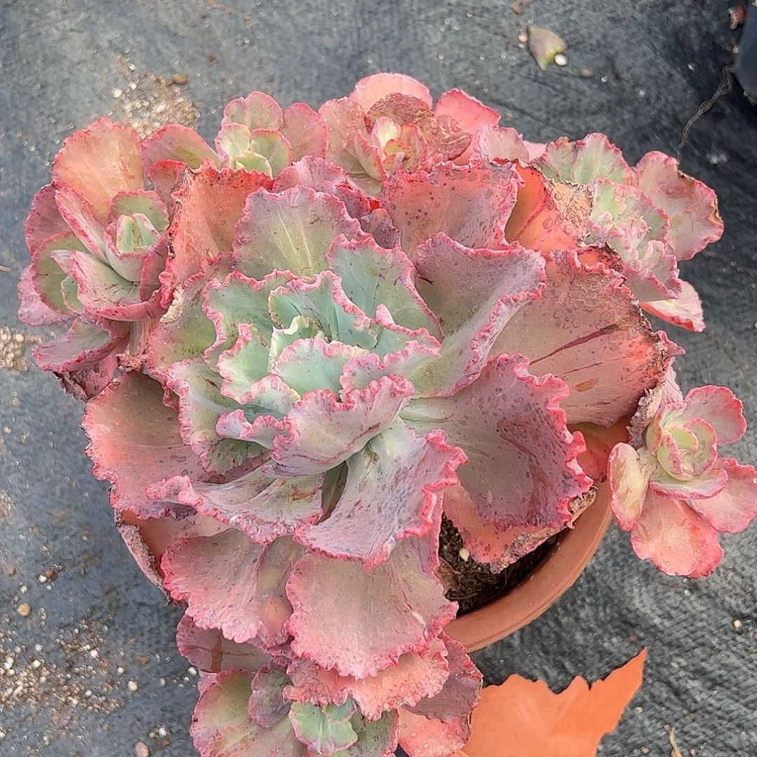 舞会红裙一物一拍