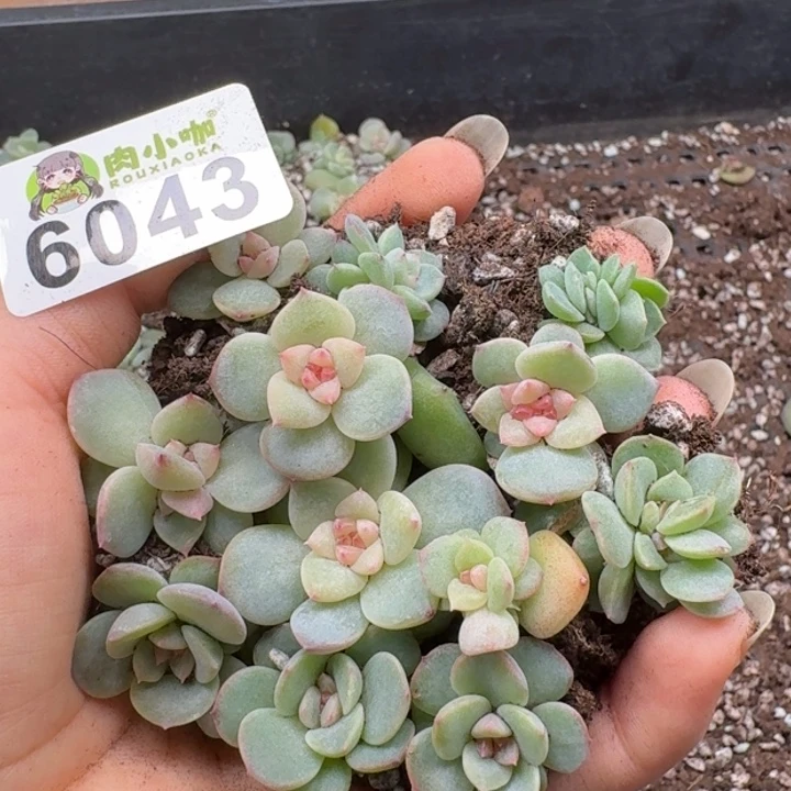 多肉植物多肉植物