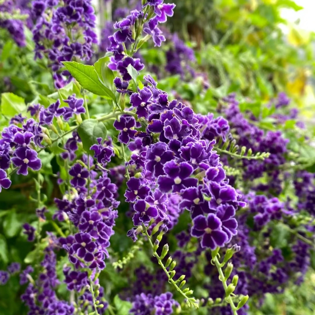 蕾丝金露花浓香驱蚊紫金露紫罗兰盆栽阳台九里香花期长四季开花