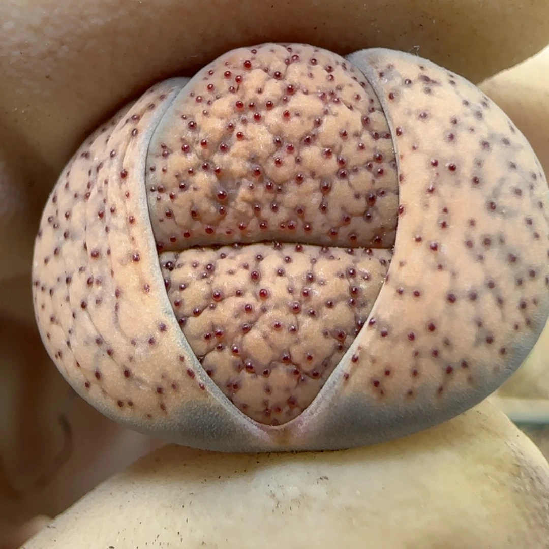 461福利福利福利