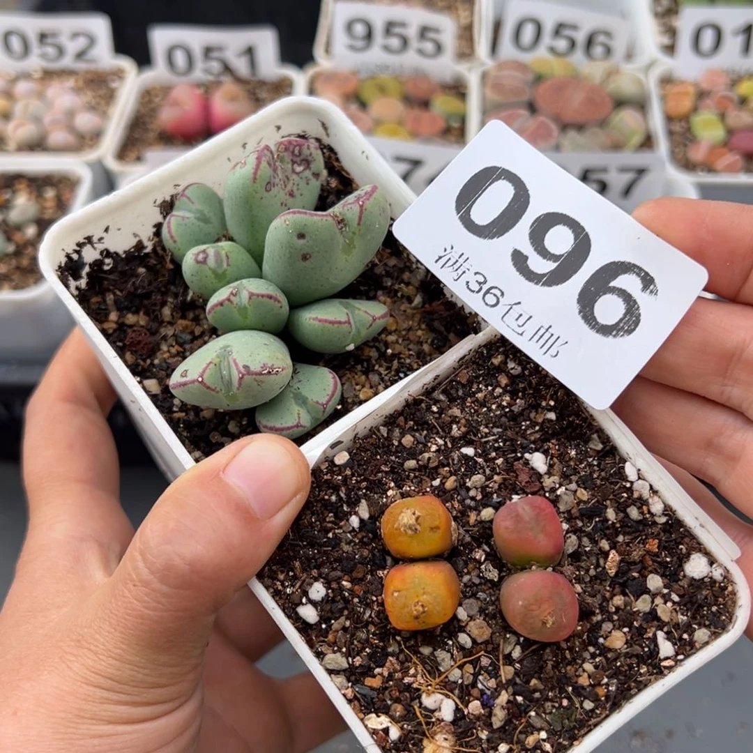 哈****瓜1.15好看的多肉096