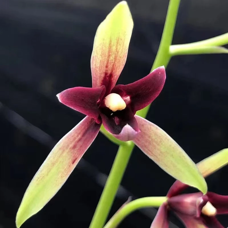 建兰【锦上添花】三星红素  室内花卉绿植盆栽好养