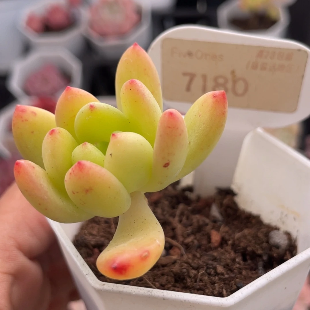 春萌7180-5.0厘米