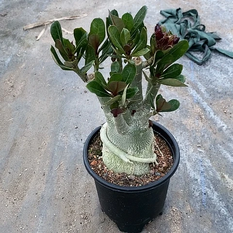 【闪购商品】梅*绿植