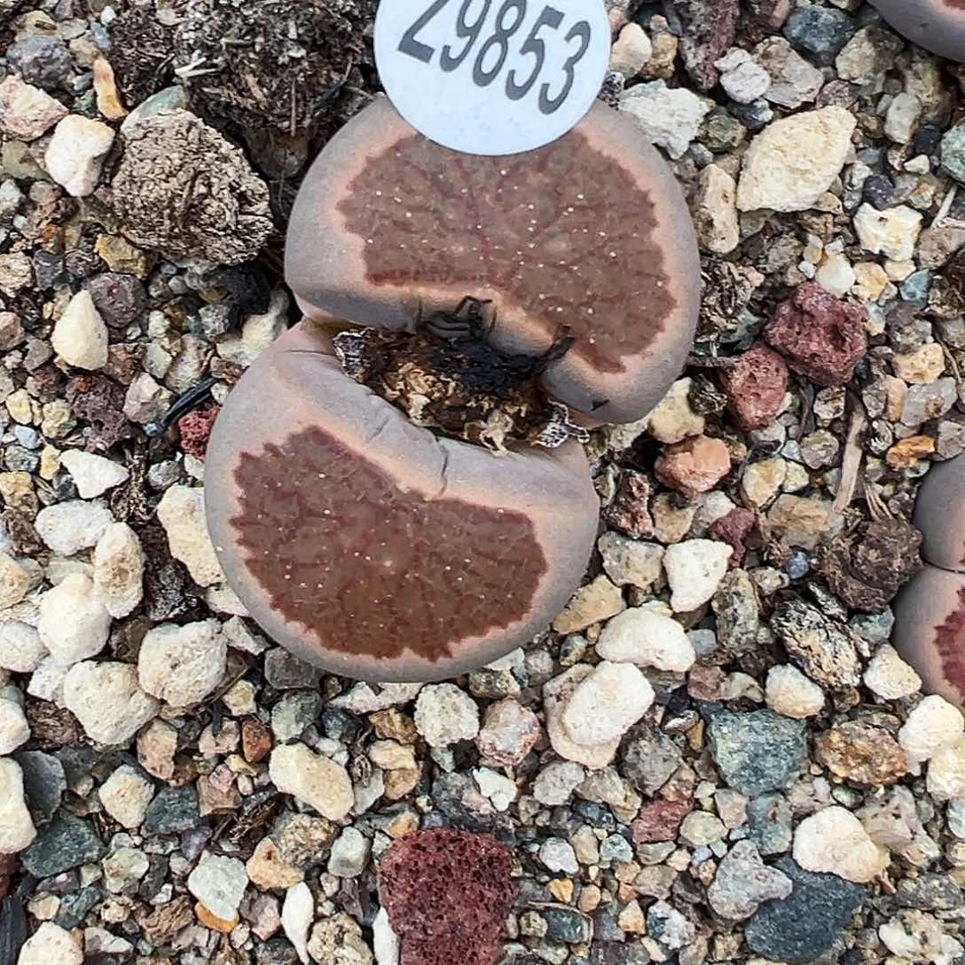 编号z9853红窗菊！！！！