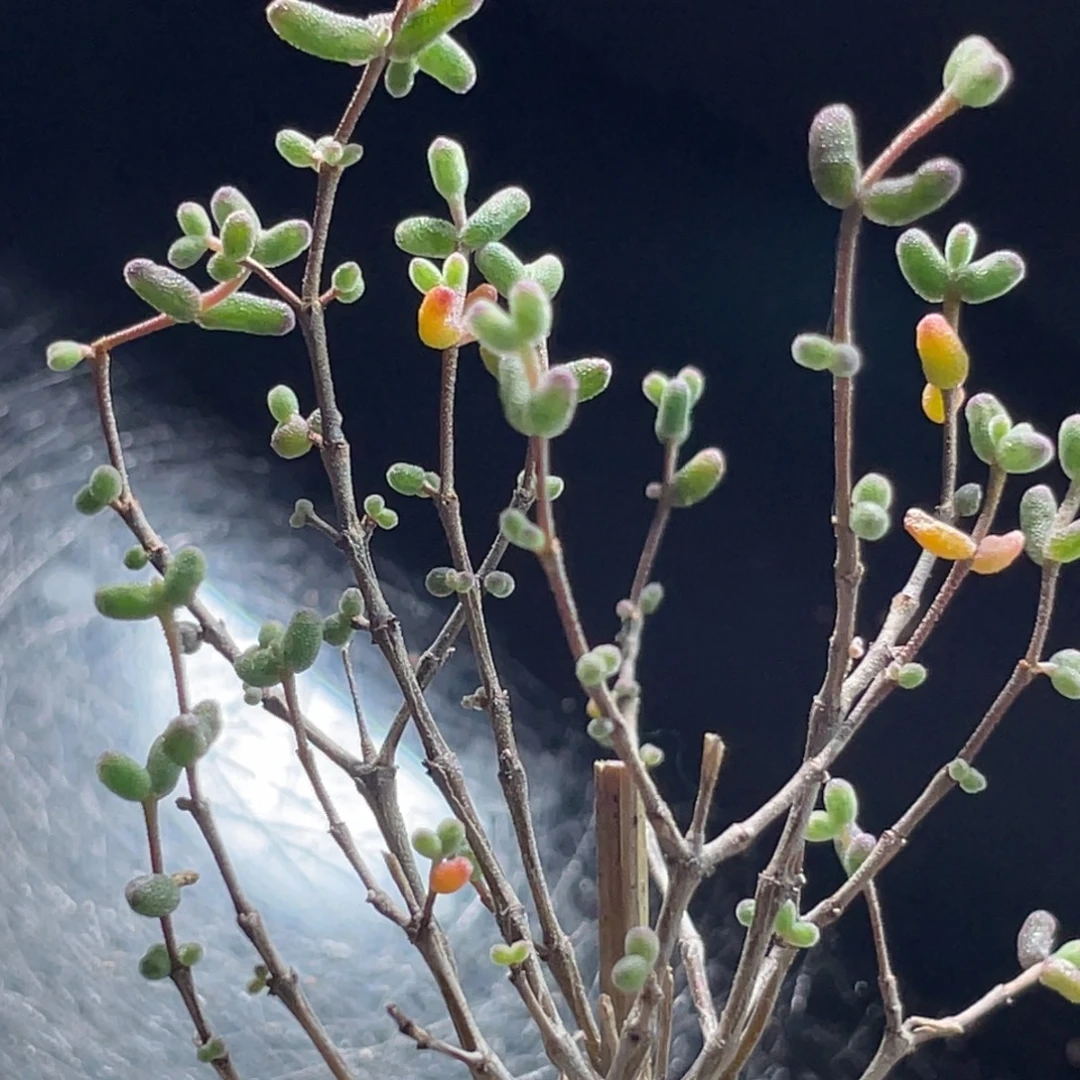 精选枝干一物一拍～1