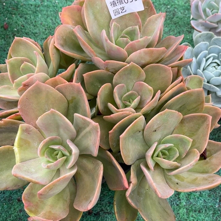 缘**你059贺氏多肉植物多肉