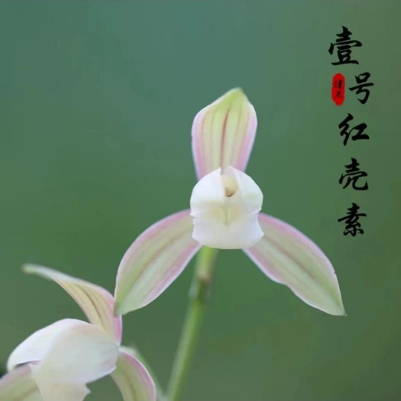 建兰名品【一号红壳素】 2苗 6月份开花终身包对版 放心购买