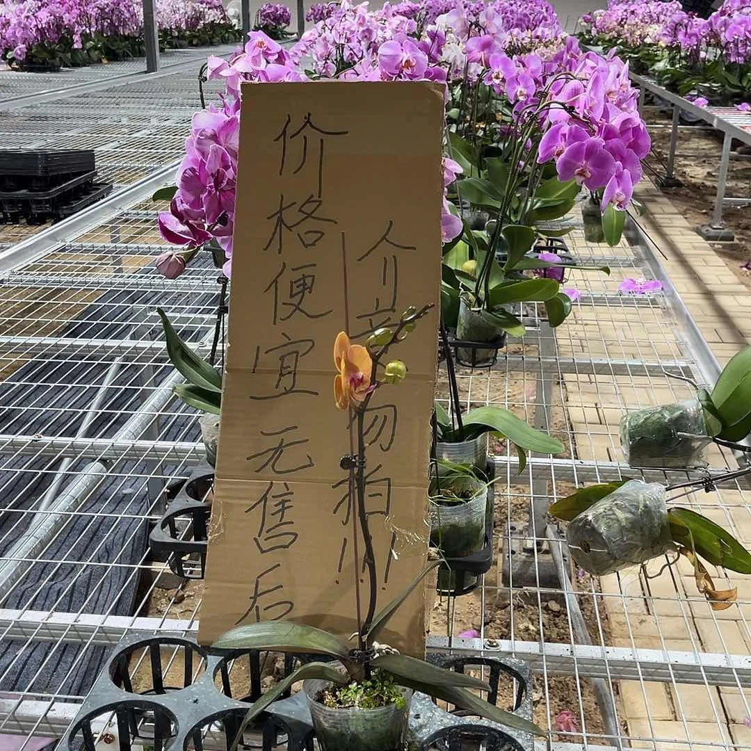 然***姥完全开放蝴蝶兰1个 不售后