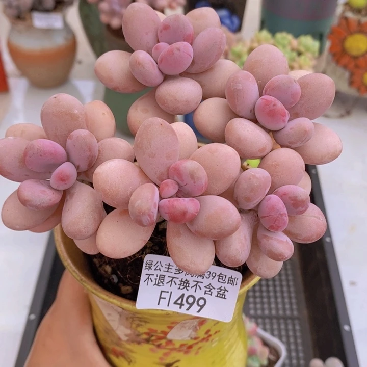 糖果桃蛋老桩11cm499多肉植物