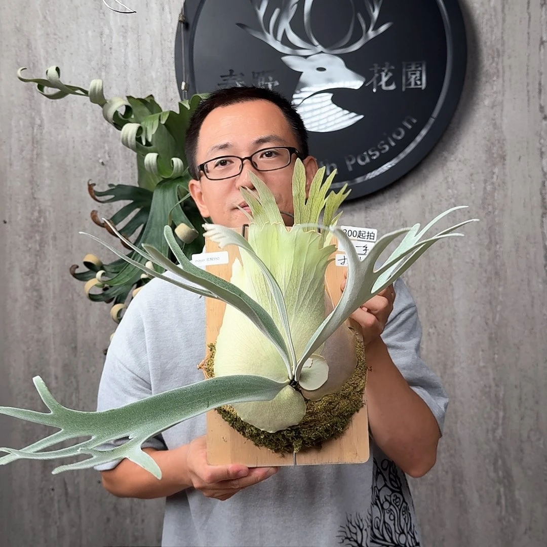 无花朵绿植绿植绿植绿植