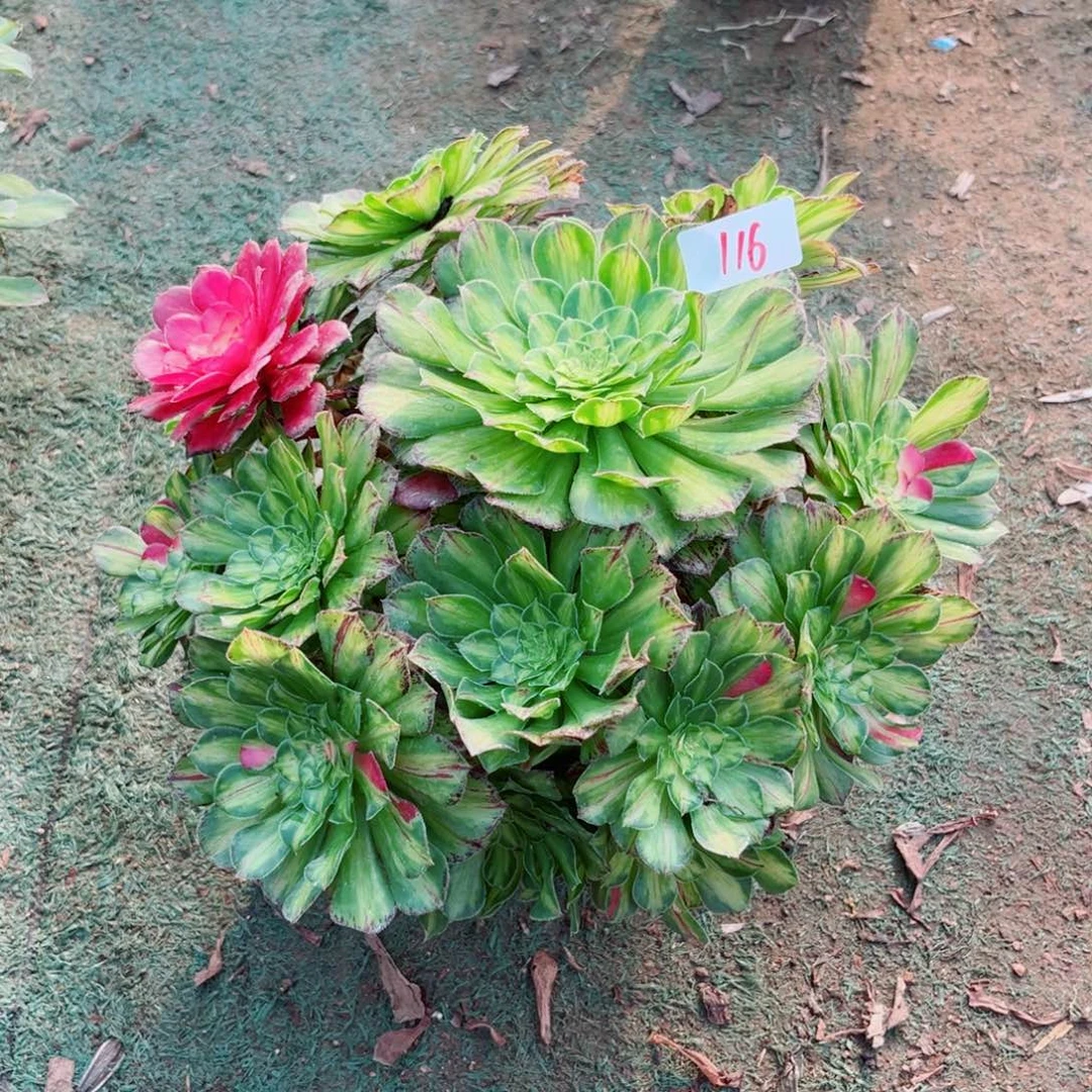 -***116知否法师多肉植物