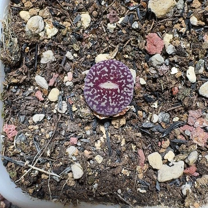 无花朵爱***猫多肉植物