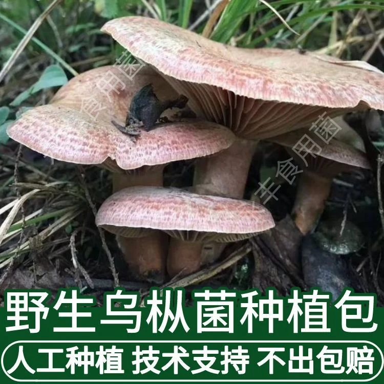 乌枞菌新鲜菌包菌种香菇速产松树菌野生菌 黄碟菌松晒干乌枞菌菇