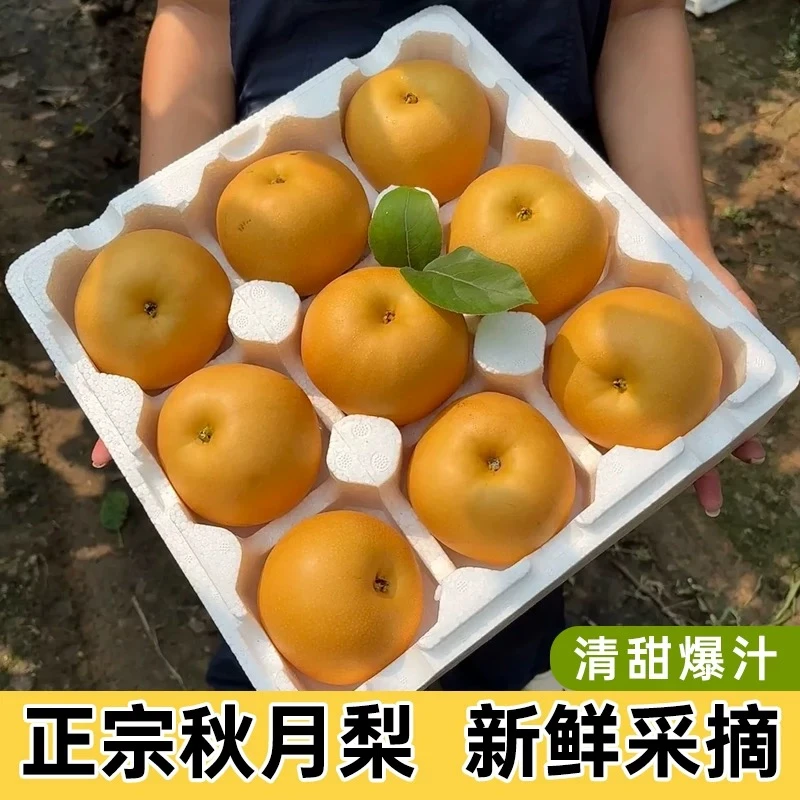 【头茬果】正宗山东秋月梨中秋节送礼 脆甜多汁产地直发