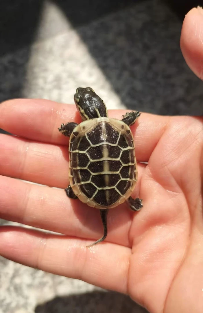 黄化黄肉百化虎纹草龟