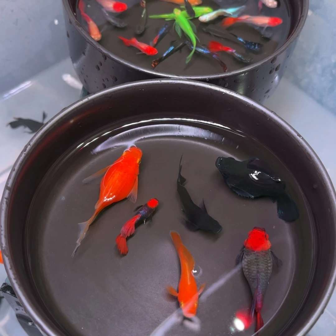 孔雀鱼玛丽球金黑3+1备损，深海蓝种一对
