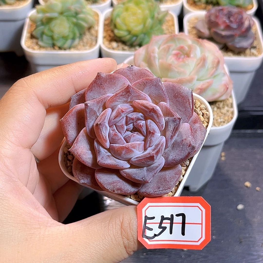 E517一物一拍 珍妮精选