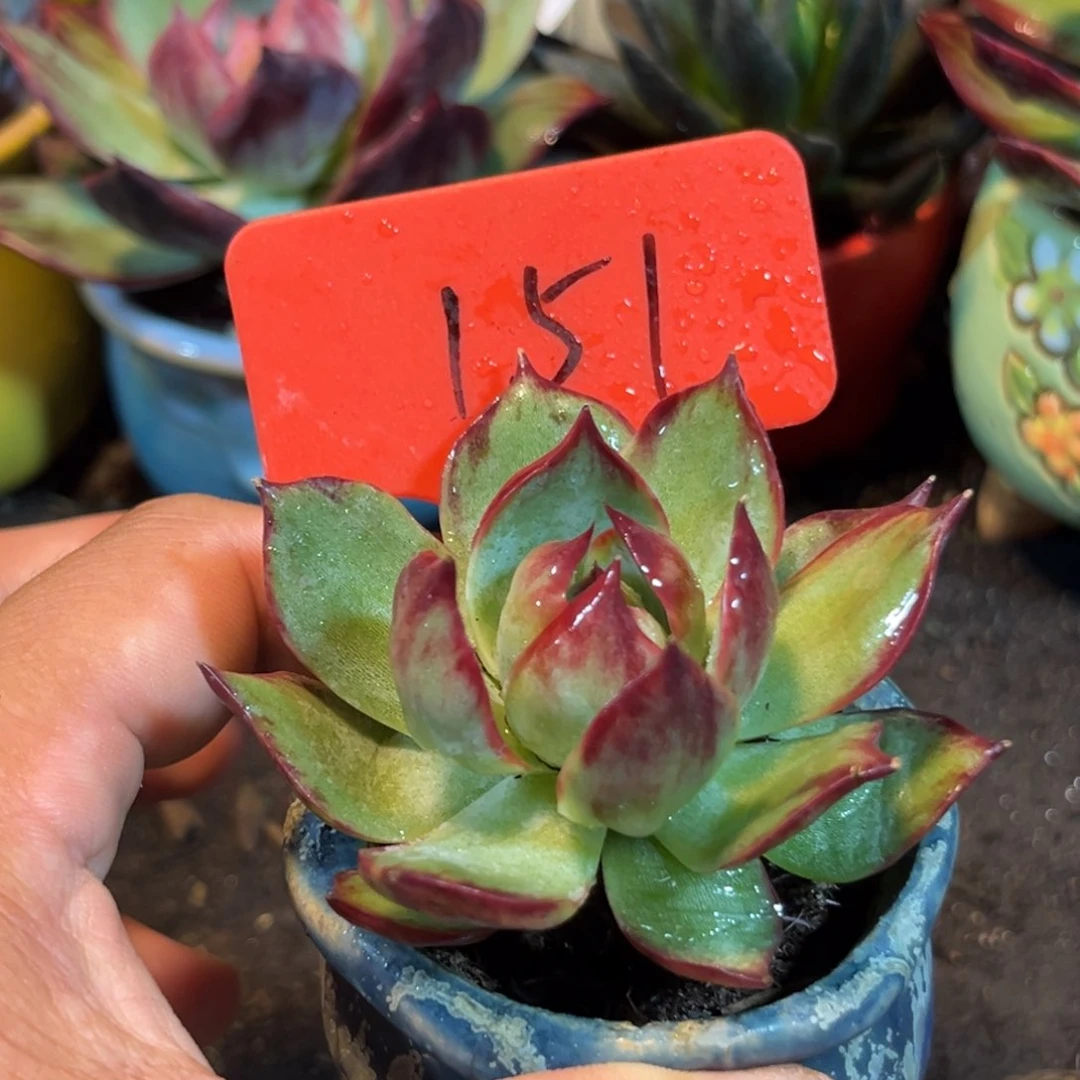 惊鸿仙子多肉植物151