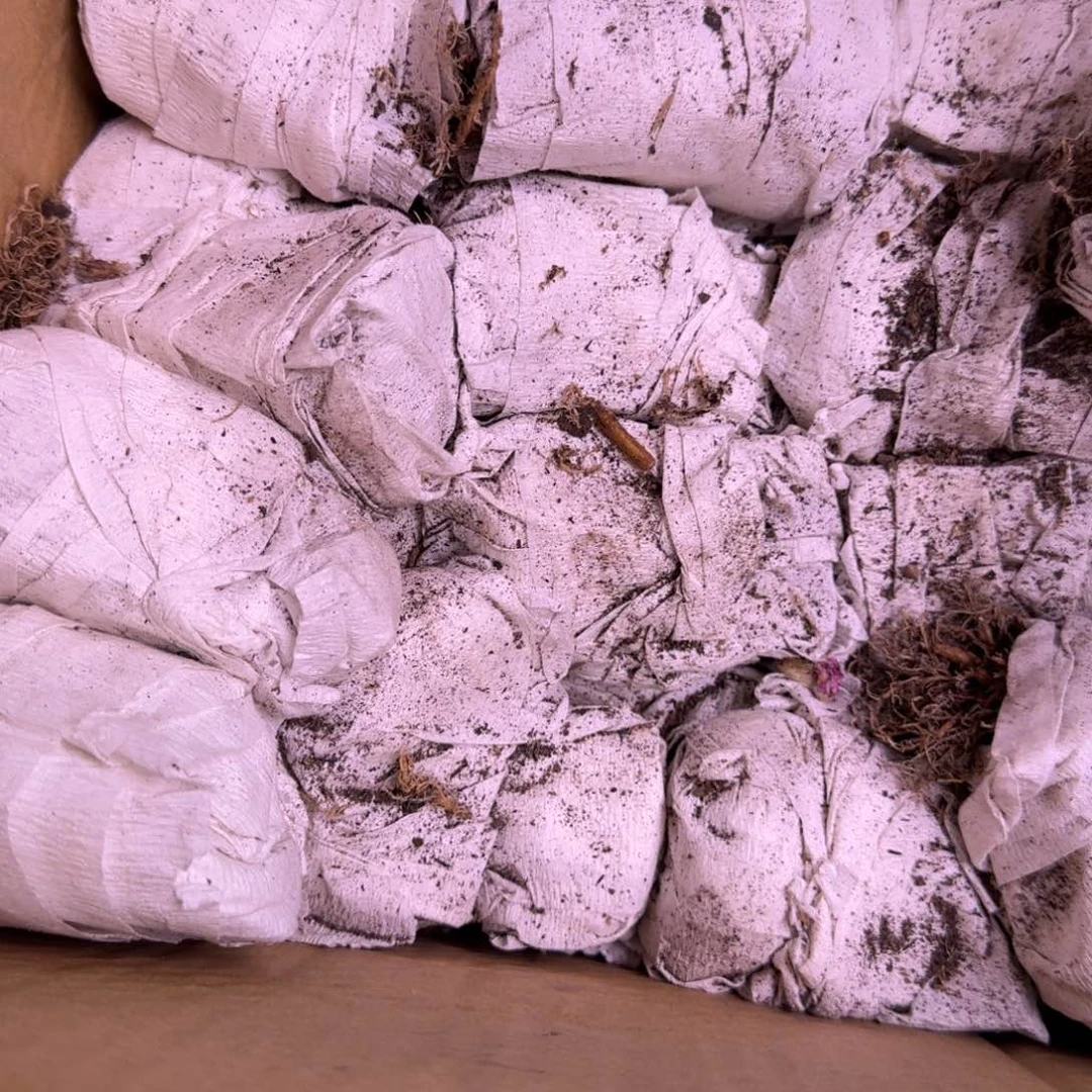 实生白皮y两颗一组