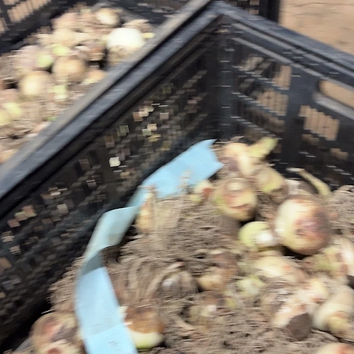 西瓜酒➕浪漫嫁衣➕玛雅尼直径4公分左右