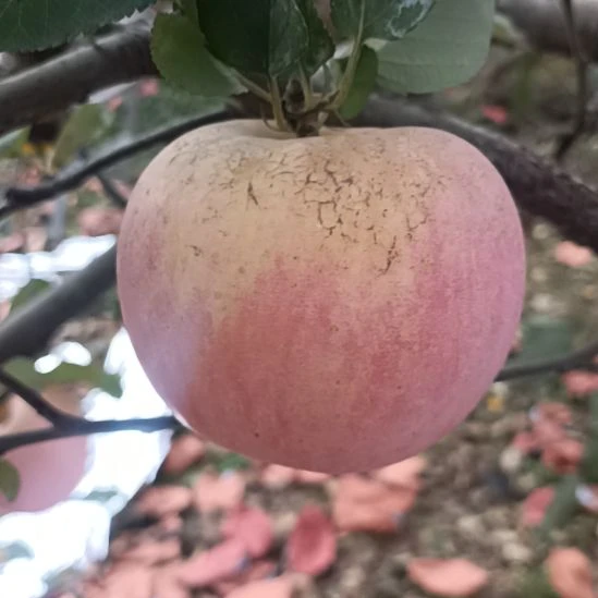 红富士苹果沂源红富士苹果霜降采摘微瑕疵苹果脆甜多汁净重5斤