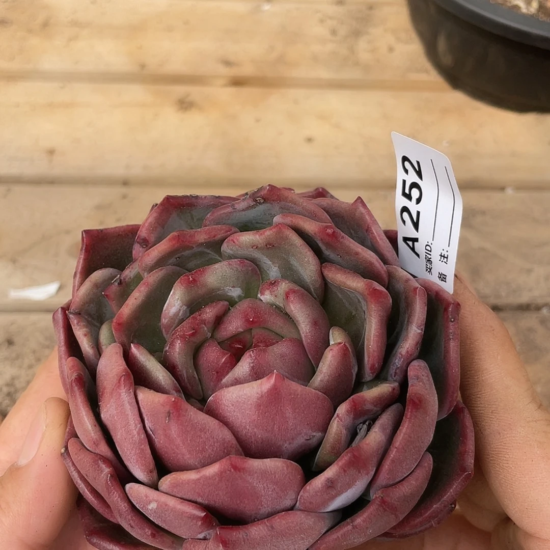 若如东云单拍A252