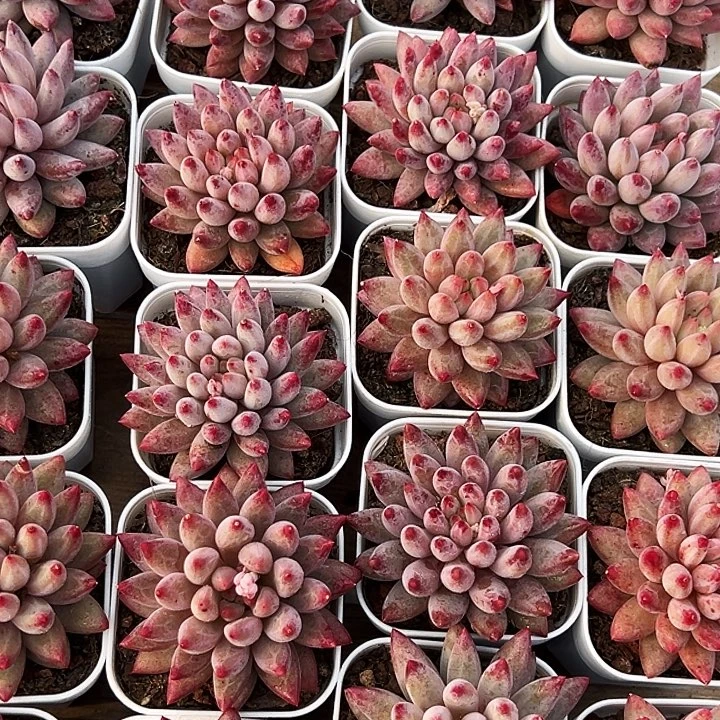 单头         金鱼姬