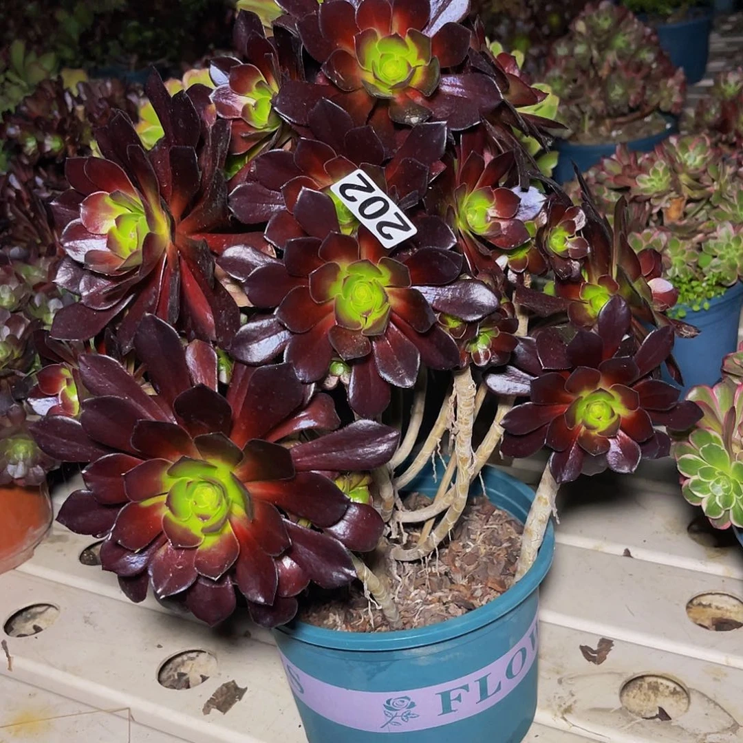 法师法师7-13包邮法师