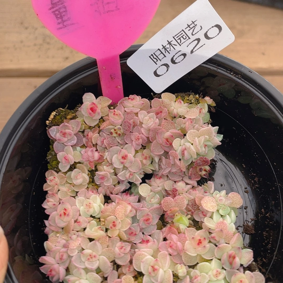 量拍多肉植物多肉植物620