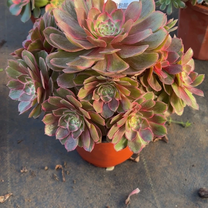 瑞妈，，，。。。518莲花座，