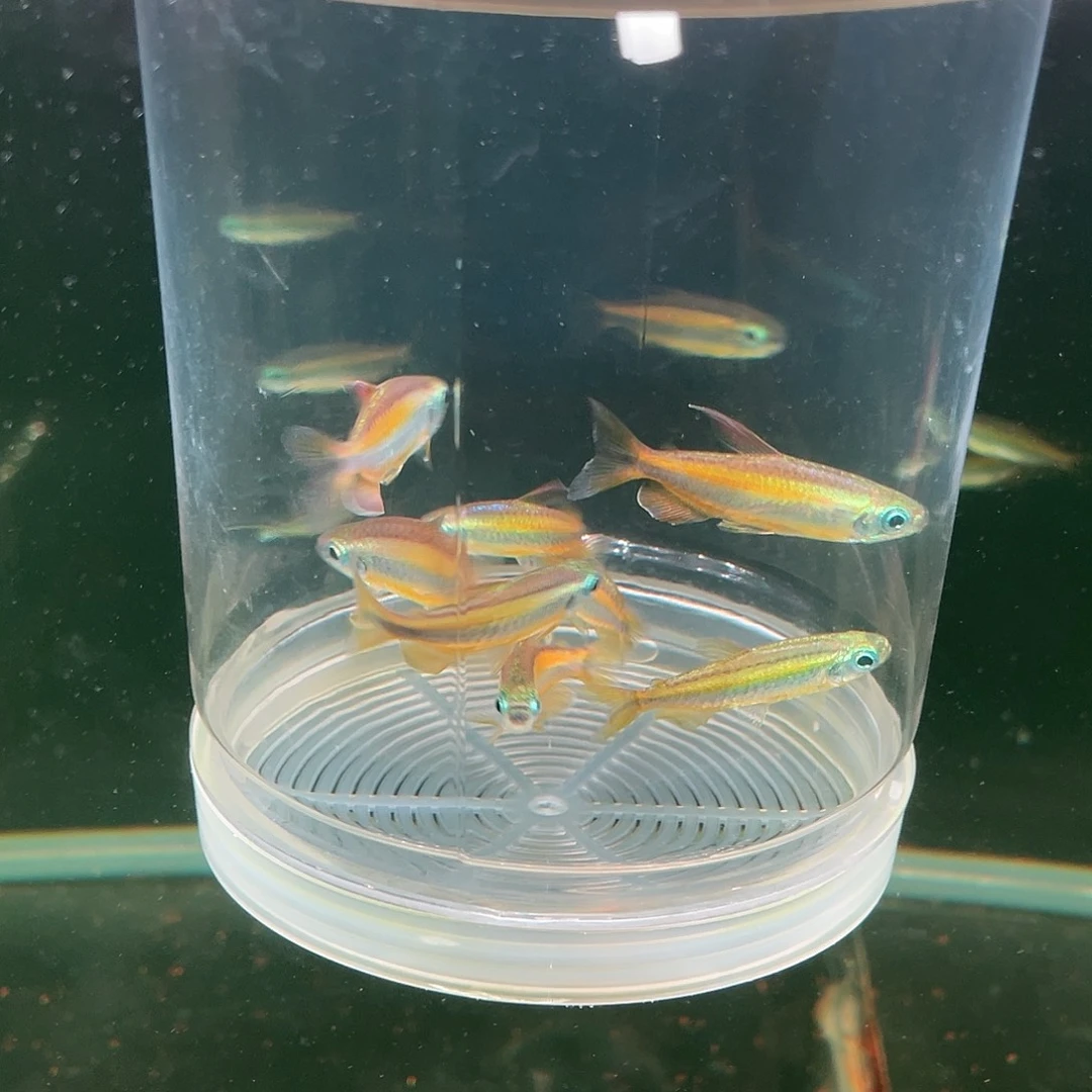 海水鱼刚果二线4-5公分 8条