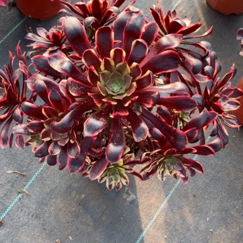 多肉植物欧嘉莉锦。