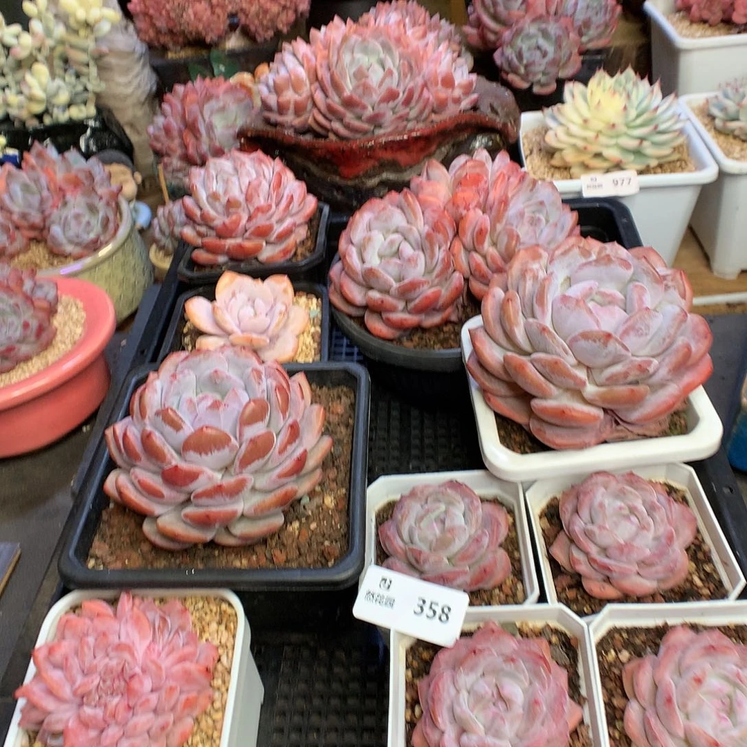 桂***圆358多肉组合多肉植物6666