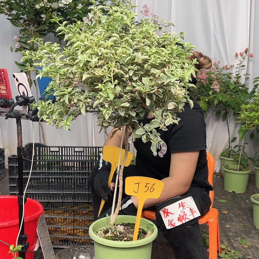 幸***树当前无花栽培后可以开花J56少女心