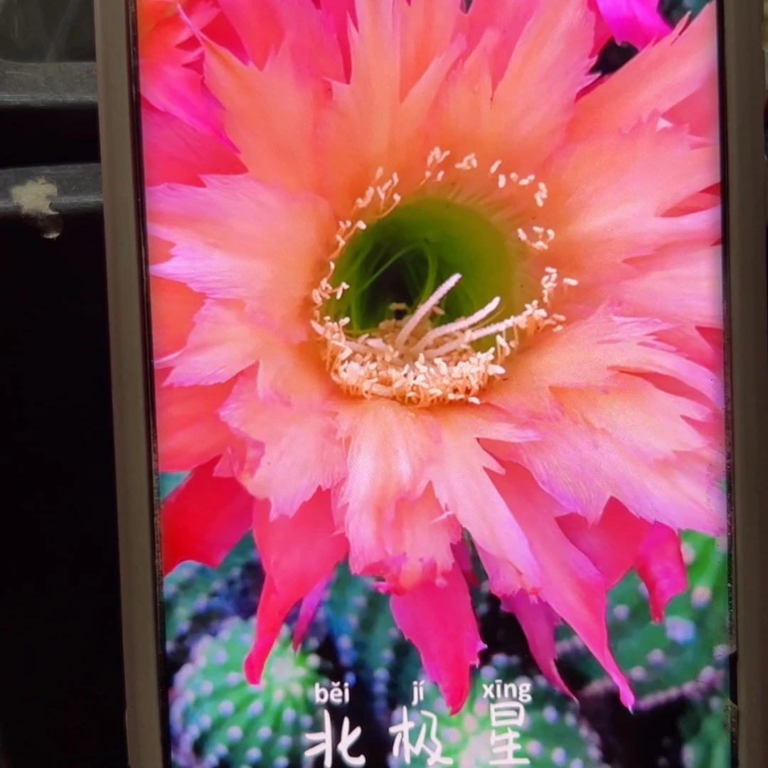 下54毛北极星歪无根侧芽5公分左右20包邮