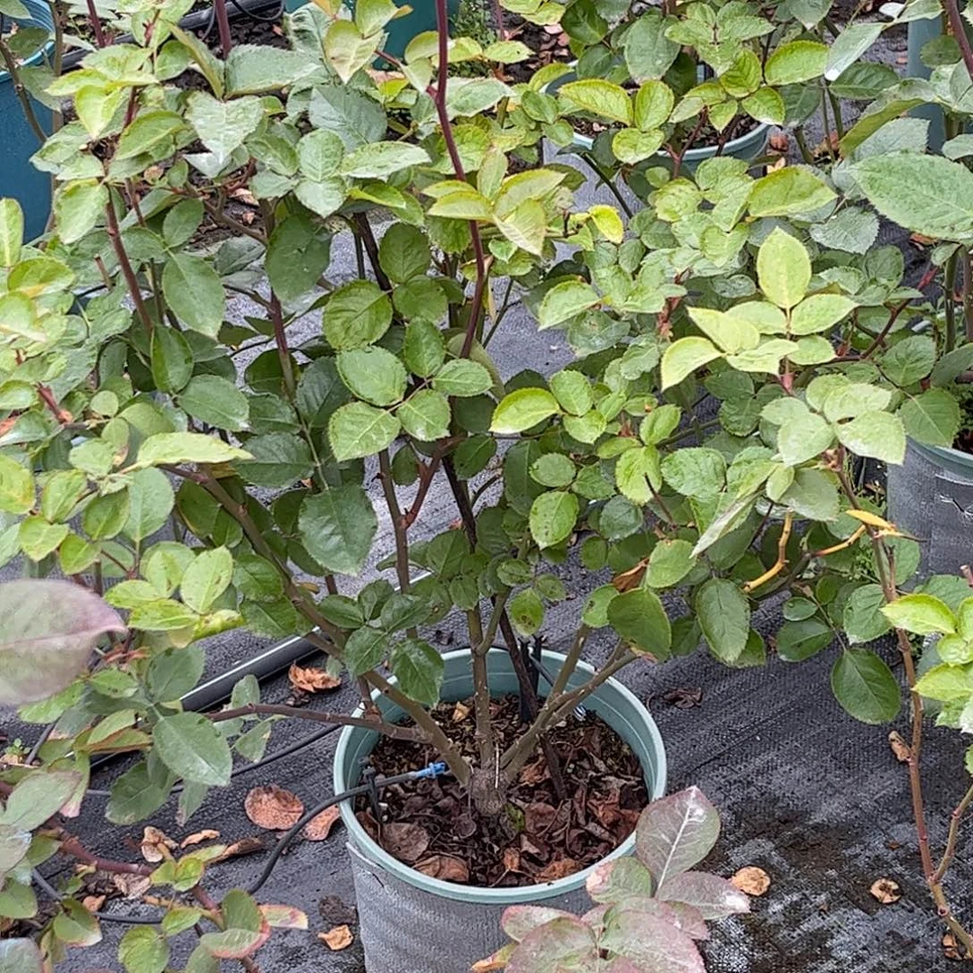 无花朵卡拉特，1.8加仑土球修剪发货