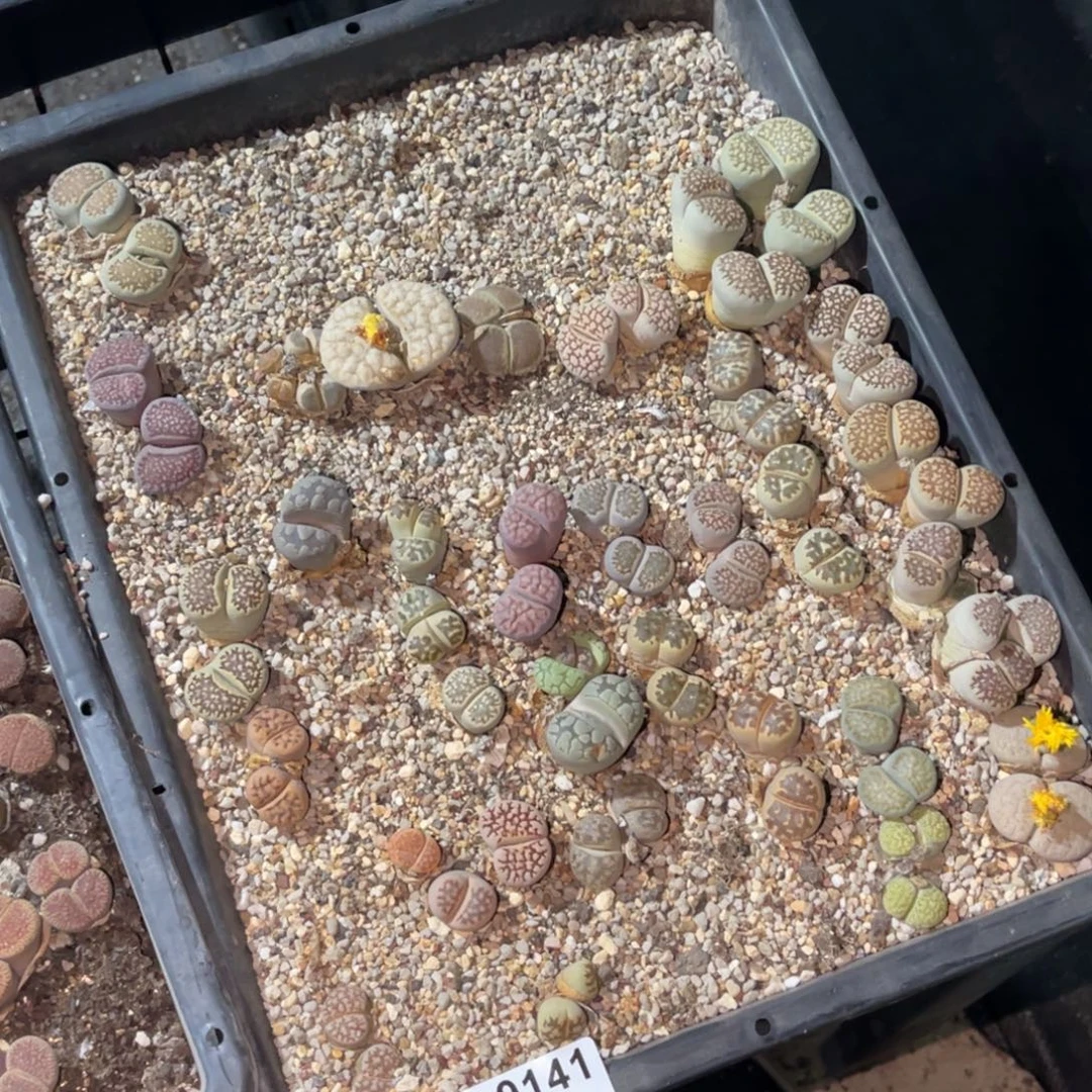 9141福利彩拼筐1不售后