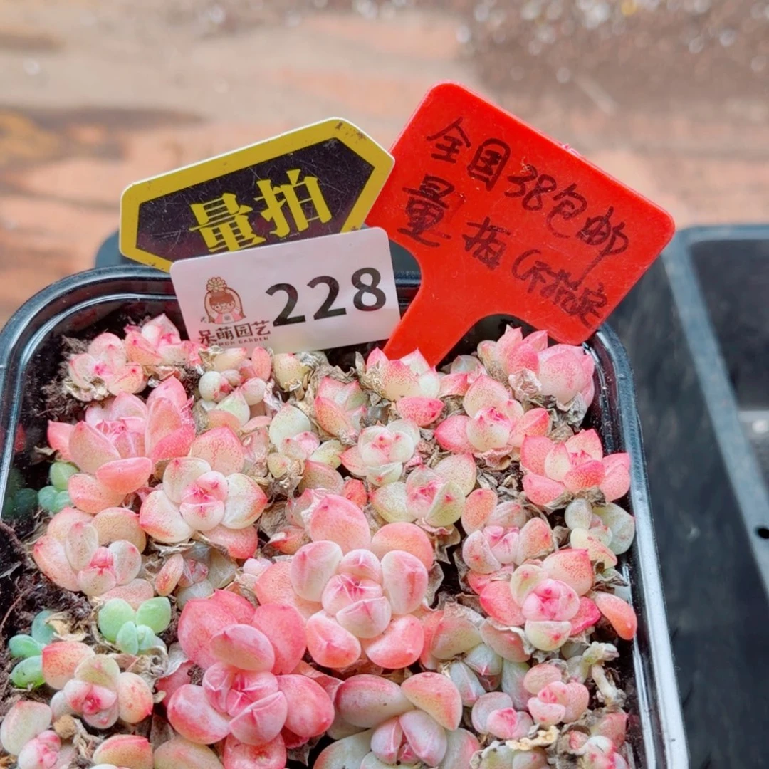 多肉植物多肉植物