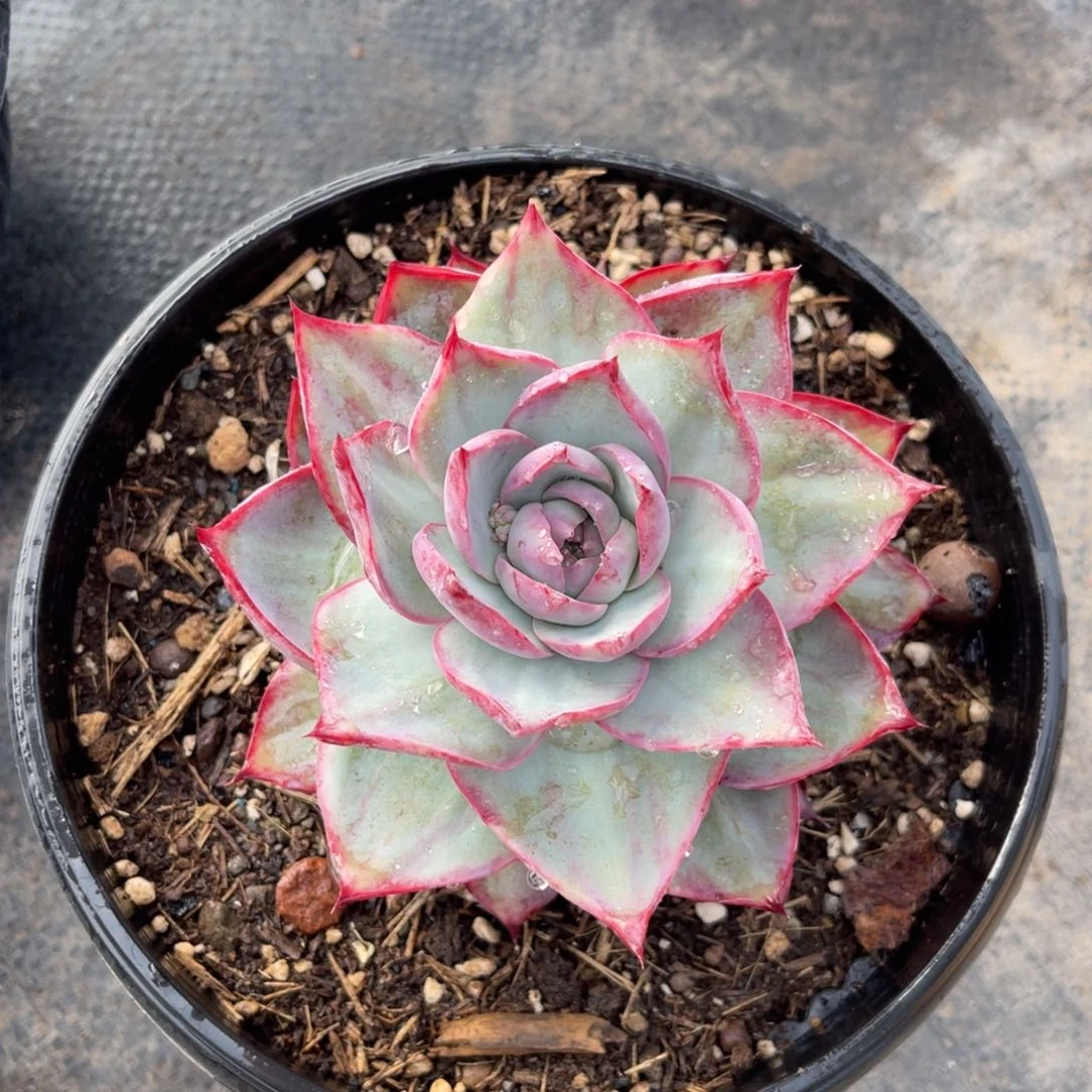 婔*✨云舍多肉精选编号0223-20