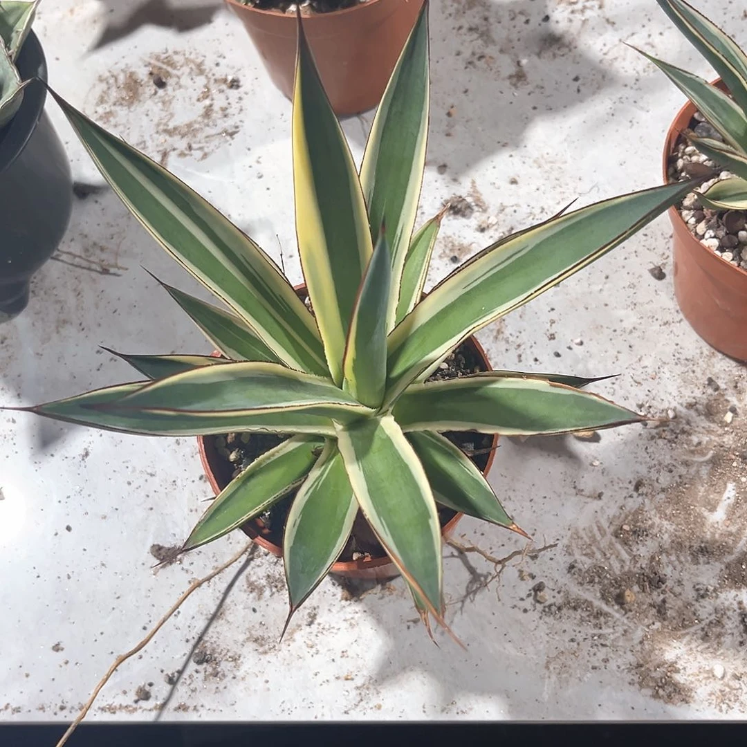 随*蓝光白幅轮福利